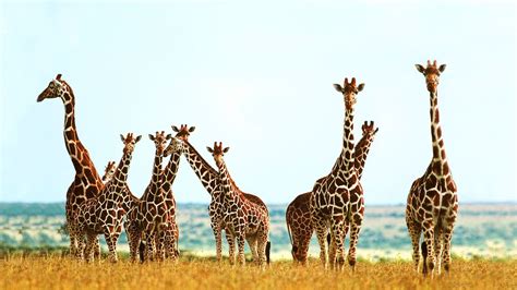 Giraffe Desktop Wallpaper 1920x1080 | Giraffe pictures, Giraffe images ...