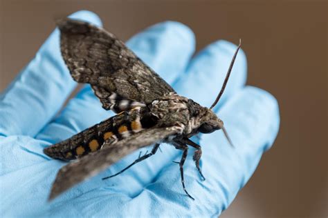 Hummingbird-Sized Hawk Moth [IMAGE] | EurekAlert! Science News Releases