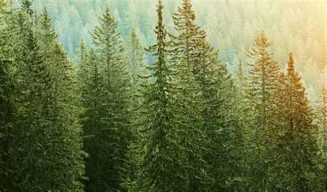 treed - Purposeful Faith