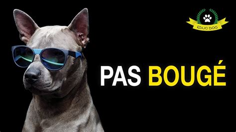 (Formation ) Apprendre les 7 niveaux du Pas Bougé ! - YouTube