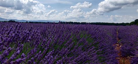 Lavender Landscape Violet - Free photo on Pixabay - Pixabay