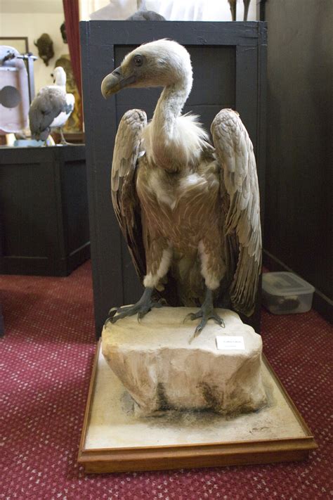 Gallery - Academy of Taxidermy | Museum of Natural History