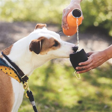 Two in One Water Bottle for Dogs