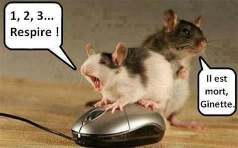 images droles - Page 11