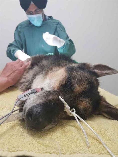 Un Canadien clone son chien pour 90 000 $ | Radio-Canada.ca