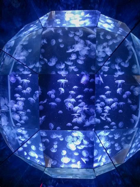 Jellyfish In Aquarium Free Stock Photo - Public Domain Pictures