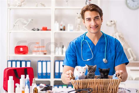 Vet doctor examining kittens in animal hospital | Stock image | Colourbox