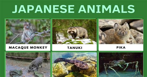 Japanese Animals: List of Cool Animals that Live in Japan • 7ESL
