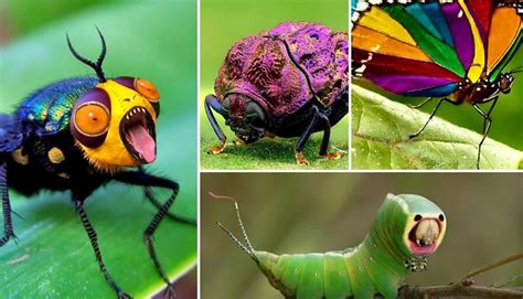 Are Insects Animals? The Classification Connection