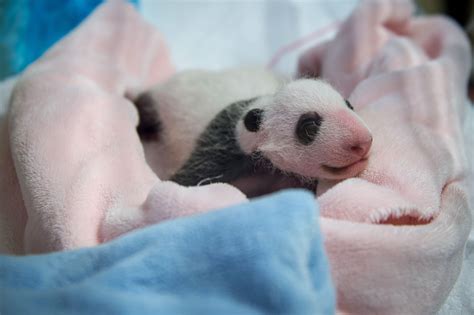 Joy all round as photo of world’s newest baby panda shared by overjoyed ...