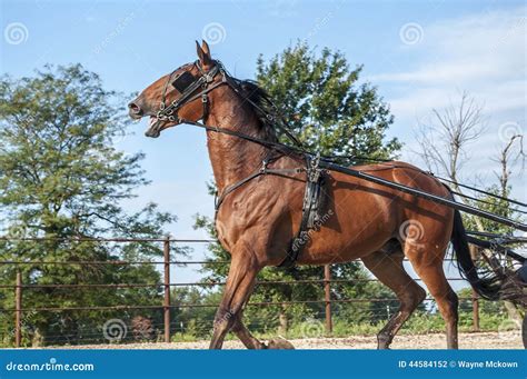 Amish buggy horse stock photo. Image of brown, head, gallop - 44584152