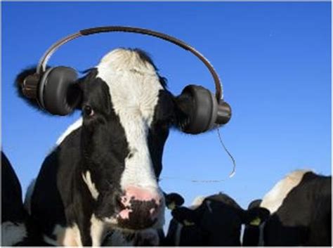 Cows give more milk when they listen to music. | Cow, Taxidermy dog ...