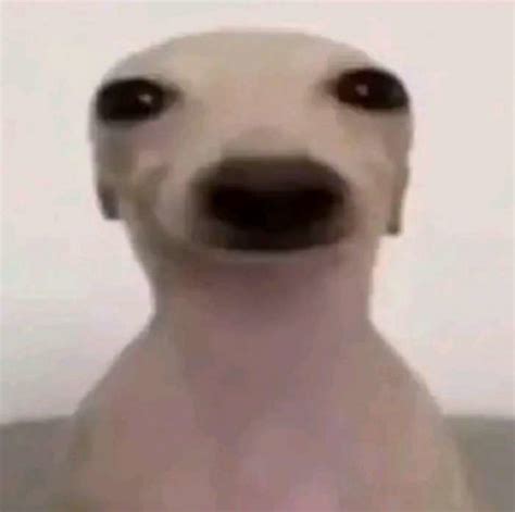 Un perro:) - Meme subido por Alesabu_001 :) Memedroid