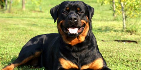 Rottweiler Dog Breed Information, Images, Price | DogExpress