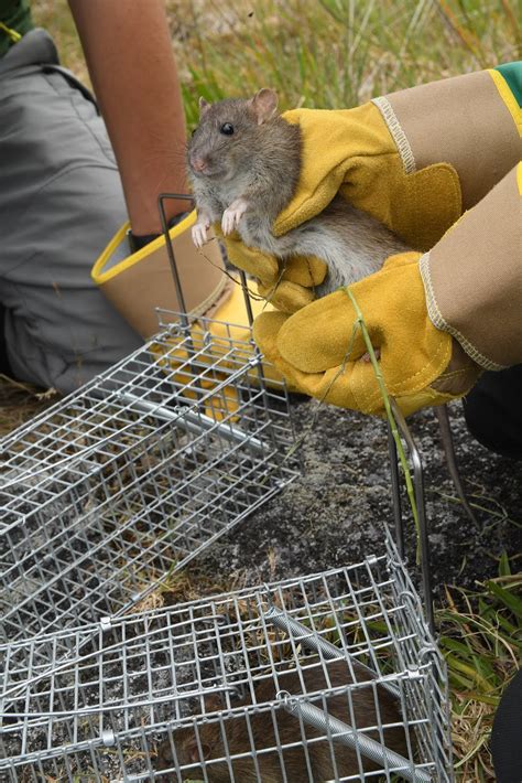 Agreement on the Conservation of Albatrosses and Petrels - Last days ...
