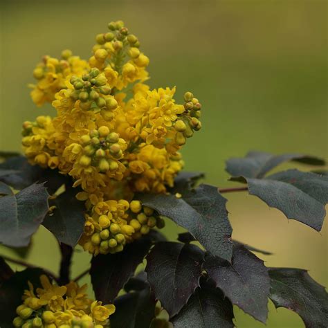 Mahonia repens - Creeping Mahonia | Western Star Nurseries