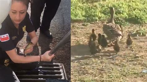 Ducklings get rescued, reunited with mom after falling down storm drain ...