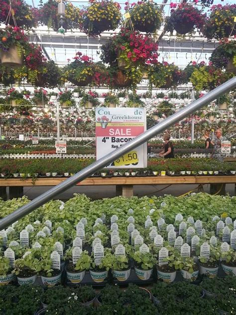 Bacon flowers?!?! | Plants, Garden, Flowers