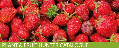 Plant e Fruit hunter catalogue is out now! - Mr Middleton Garden Shop