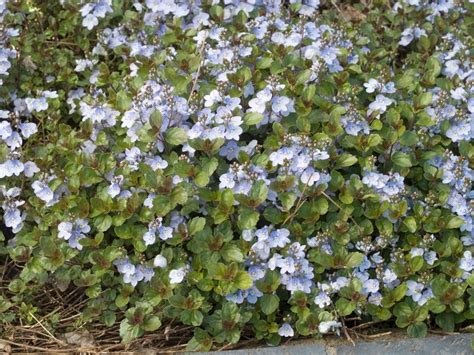 Veronica 'Waterperry Blue' Speedwell | Garden Center Marketing