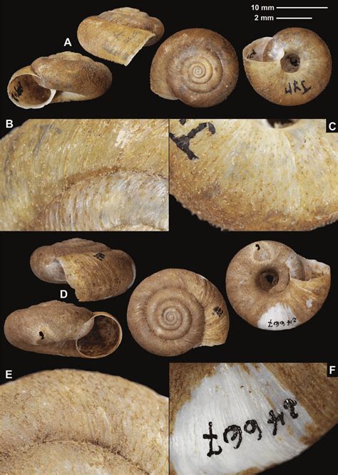 Shells (A, D), dorsal (B, E), and ventral (C, F) sculpture of ...