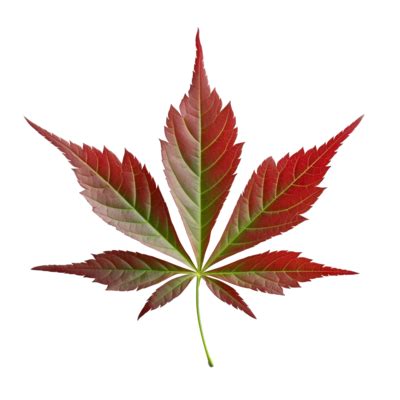 Marijuana Leaf PNGs for Free Download