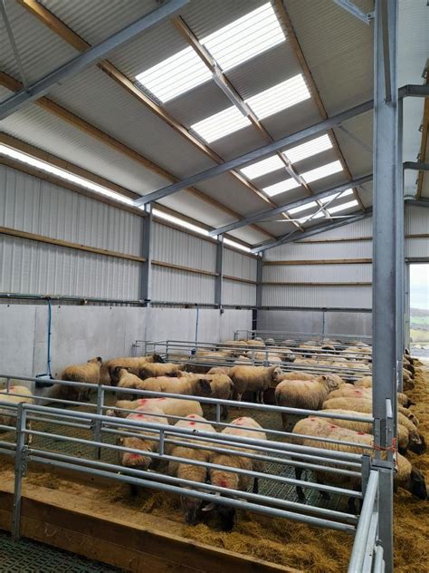 High-spec sheep shed for expanded 200-ewe flock - Free