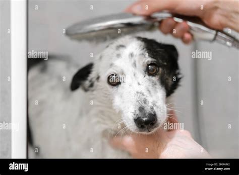 Chien sous la douche Banque de photographies et d’images à haute ...