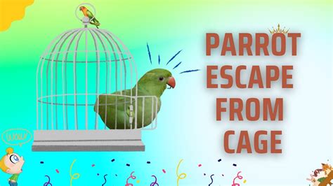 How My Parrot Escape from Cage Video | Fatima Ki Duniya - YouTube