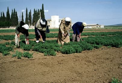 United Nations Photo: Farming for Development in Algeria