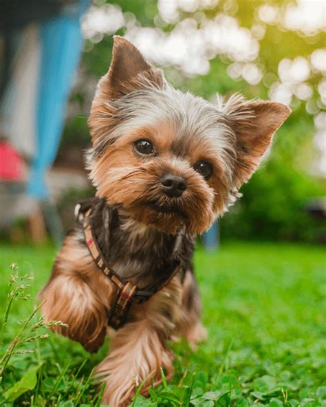 Meet 18 Of The Smallest Dog Breeds In The World Highland Canine ...