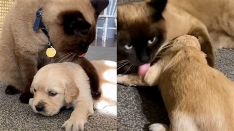 Maman Golden est fatiguée ? Pas de problème, le chat de la maison prend ...