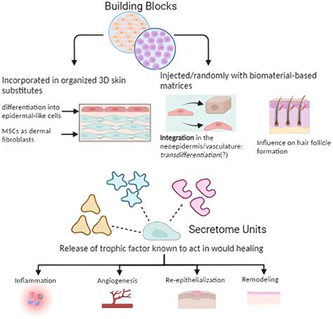 Full article: Effectiveness of Secretome from Human Umbilical Cord ...