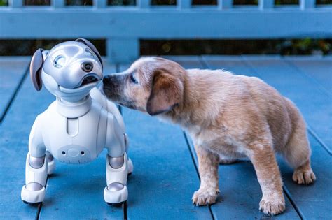 Review | Aibo the robot dog will melt your heart with mechanical ...