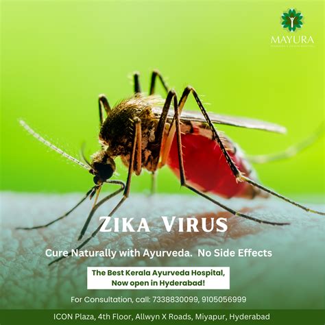 Understanding and Preventing the Zika Virus: A Comprehensive Guide ...