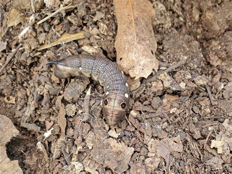 Falcon Sphinx Moth Larva (Xylophanes Falco) Stock Photo - Image of ...