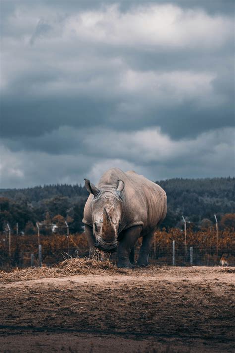 Rhinoceros Habitat Photos, Download The BEST Free Rhinoceros Habitat ...
