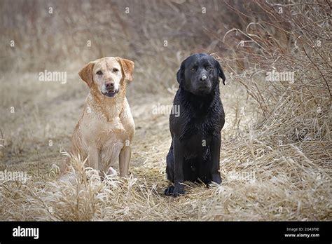 Bird dog hi-res stock photography and images - Alamy