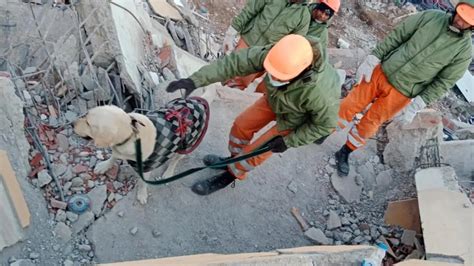 Trained to rescue humans from rubble: NDRF’s canines just need a stench ...