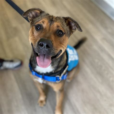 View Adoptable Dogs Dallas, TX | Dallas Pets Alive! | 2024