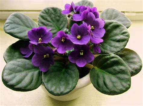African Violet: How to Plant and Grow Indoors | The Old Farmer's Almanac