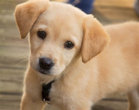 New Puppy 101 – 5 Tips To Socializing Your New Family Member @ Clear ...