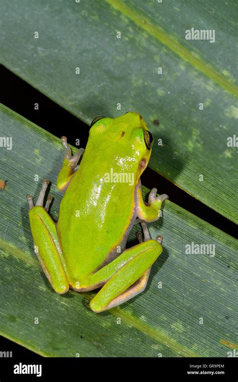Rainette rainette Banque de photographies et d’images à haute ...