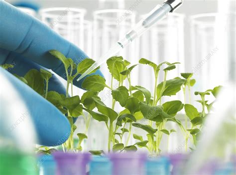Plant Biotechnology - Stock Image - F011/8840 - Science Photo Library