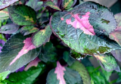 Perilla Plant Growing & Care Guide for Gardeners