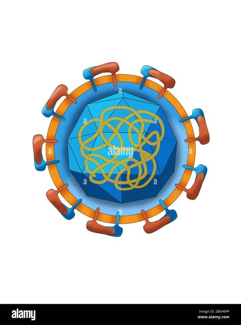 Zika virus structure Banque de photographies et d’images à haute ...