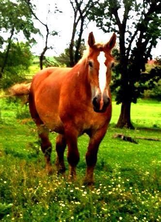 Amish Horse Photograph by Lori Faircloth