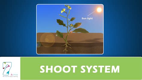 Shoots Definition Botany at Rusty Wilcox blog