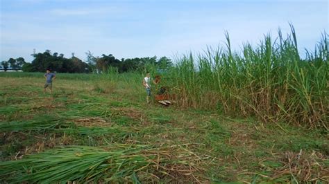 Napier grass cutting reaper machine