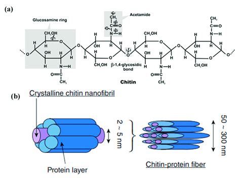 Chitin Diagram Cellulose, Lignin, And Chitin | SpringerLink